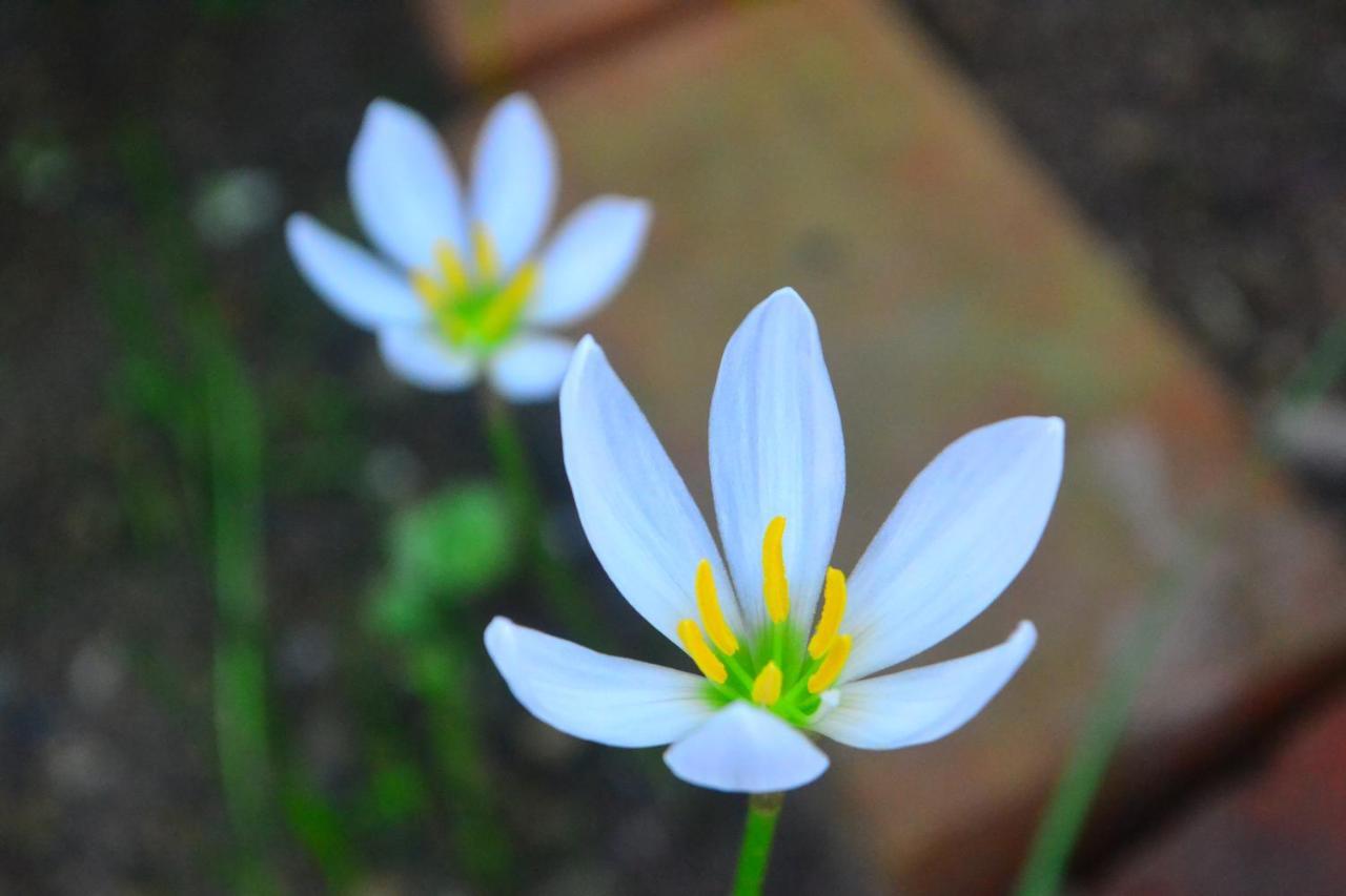 Amami-Green-Garden 外观 照片